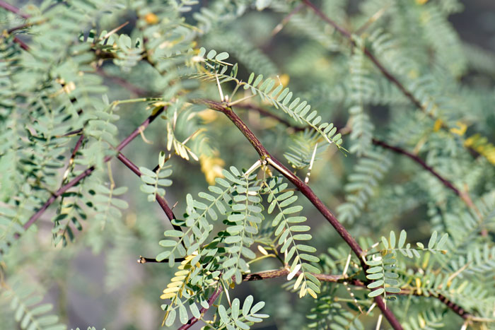 Honey Mesquite is a small tree or shrub with bark that is variable from light brown to darker brown to greenish. A notable characteristic of Honey Mesquite are its’ paired spines on the twigs protecting the leaves. Prosopis glandulosa